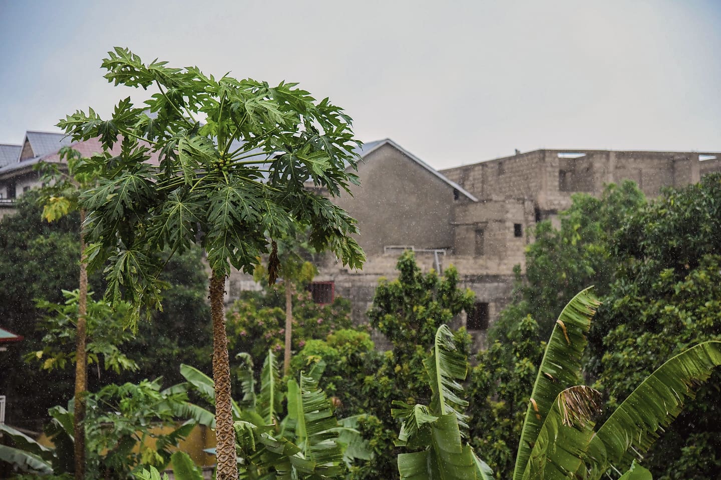 Bâtiment de pierre à Kinshasa, entouré de verdure